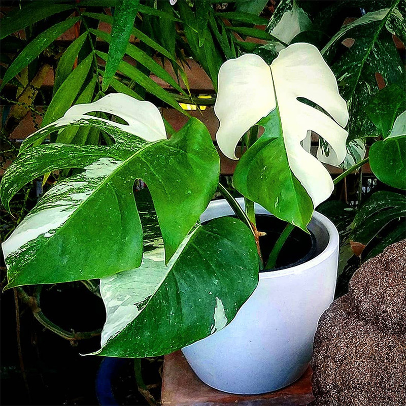 龟背竹锦白锦洒金龟背竹 室内观叶植物热带植物绿植盆栽 露露花园