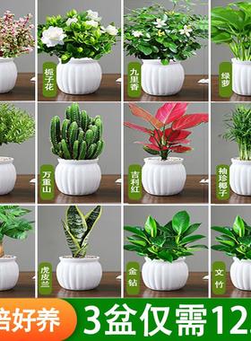 绿萝箩桌面绿植发财树盆栽栀子花办公室内植物花卉多肉水培好养活