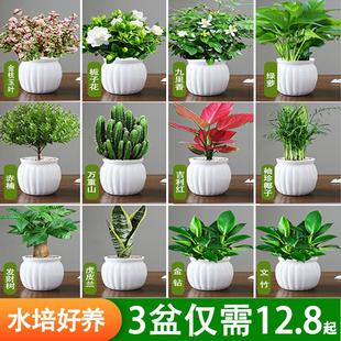 绿萝箩桌面绿植发财树盆栽栀子花办公室内植物花卉多肉水培好养活