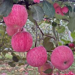 山东淄博沂源苹果孕妇新鲜水果当季萍果不打蜡不打药红富士平果10