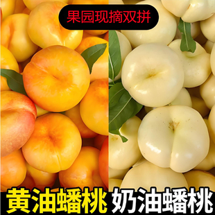 雙拼山東沂蒙山黃白奶油蟠桃新鮮水果整箱應(yīng)季 黃桃香甜現(xiàn)摘發(fā)順豐