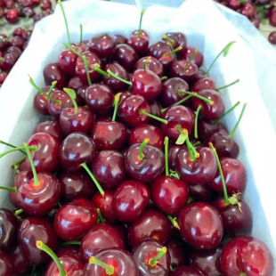 现货车厘子大樱桃新鲜孕妇水果大连美早樱桃红樱桃淄博殷桃 应季