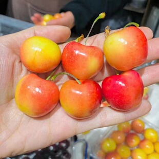 现货雷尼酸甜脆爽口大樱桃山东黄车美丽国红黄车厘新鲜孕妇水果