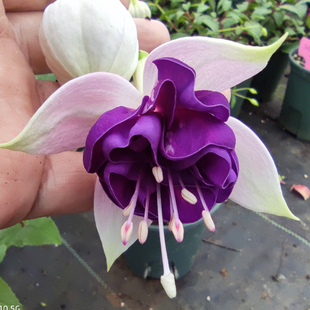 四月天园艺-倒挂金钟-灯笼花、吊钟海棠、吊金钟花苗-新增品种