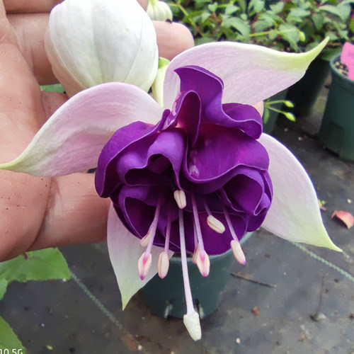 四月天园艺-倒挂金钟-灯笼花、吊钟海棠、吊金钟花苗-新增品种