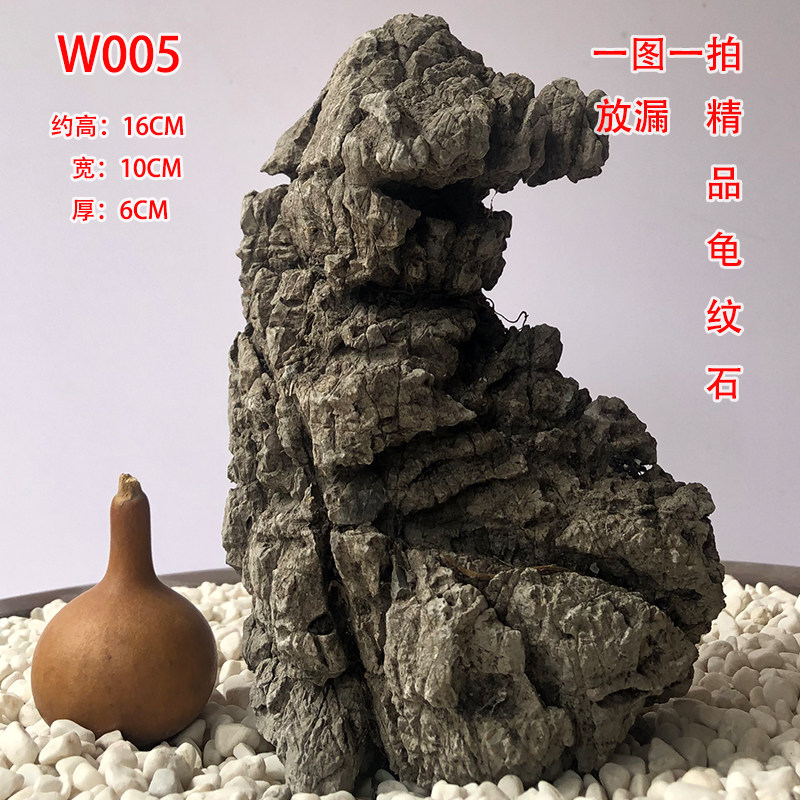英德石龟纹石造景水旱水陆缸盆景天然抱树石绿植花盆庭院客厅摆件