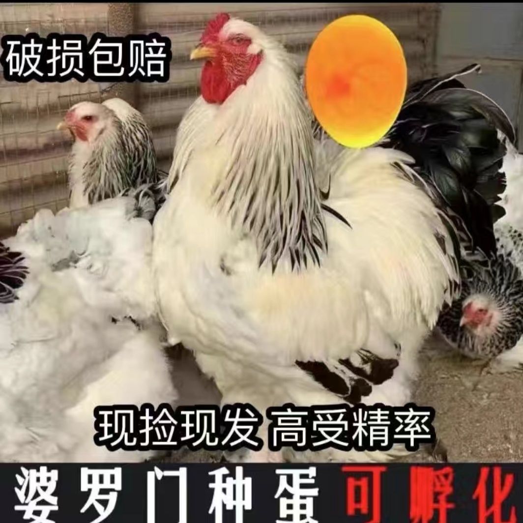 正宗婆罗门鸡种蛋受精蛋可孵化种鸟