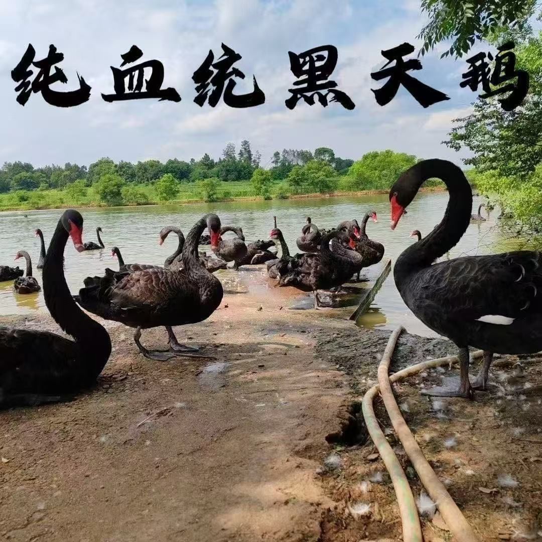 私家公园庭院湖泊黑天鹅种蛋受精蛋可孵化蛋白天鹅活新鲜6个包邮