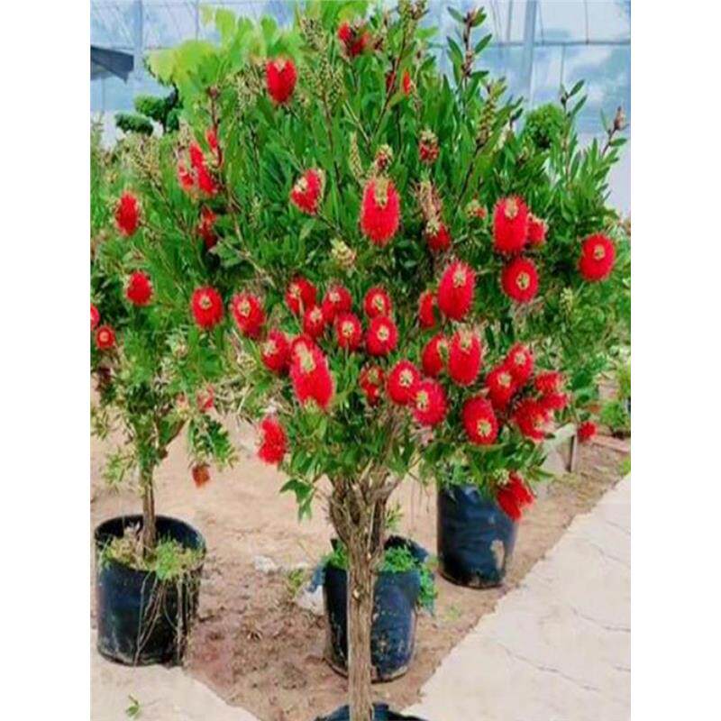 串钱柳红千层树苗绿植盆栽阳台室内植物绿植四季开花耐寒盆栽时令