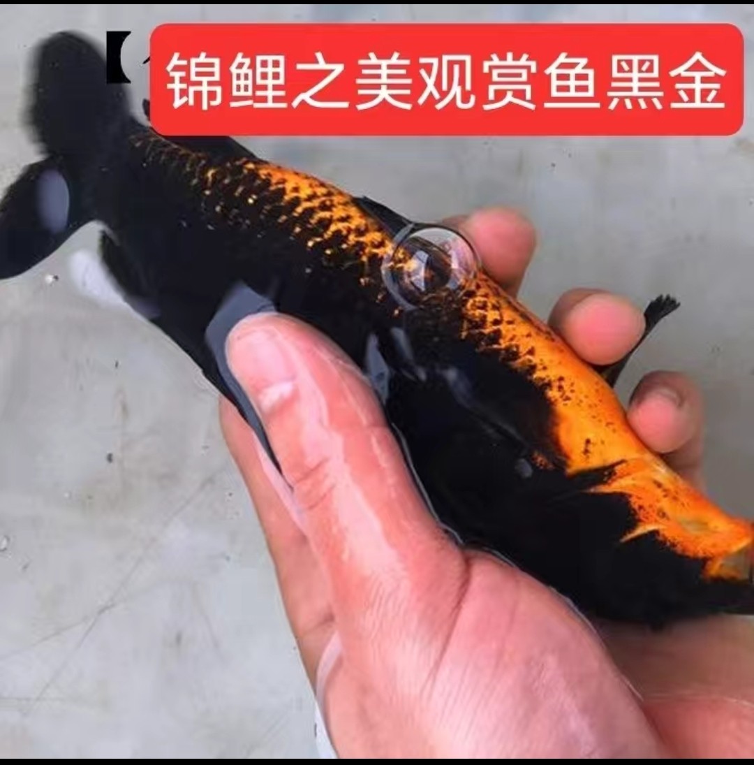 锦鲤之美铁包金黑慧星黑龙黑蝴蝶鱼