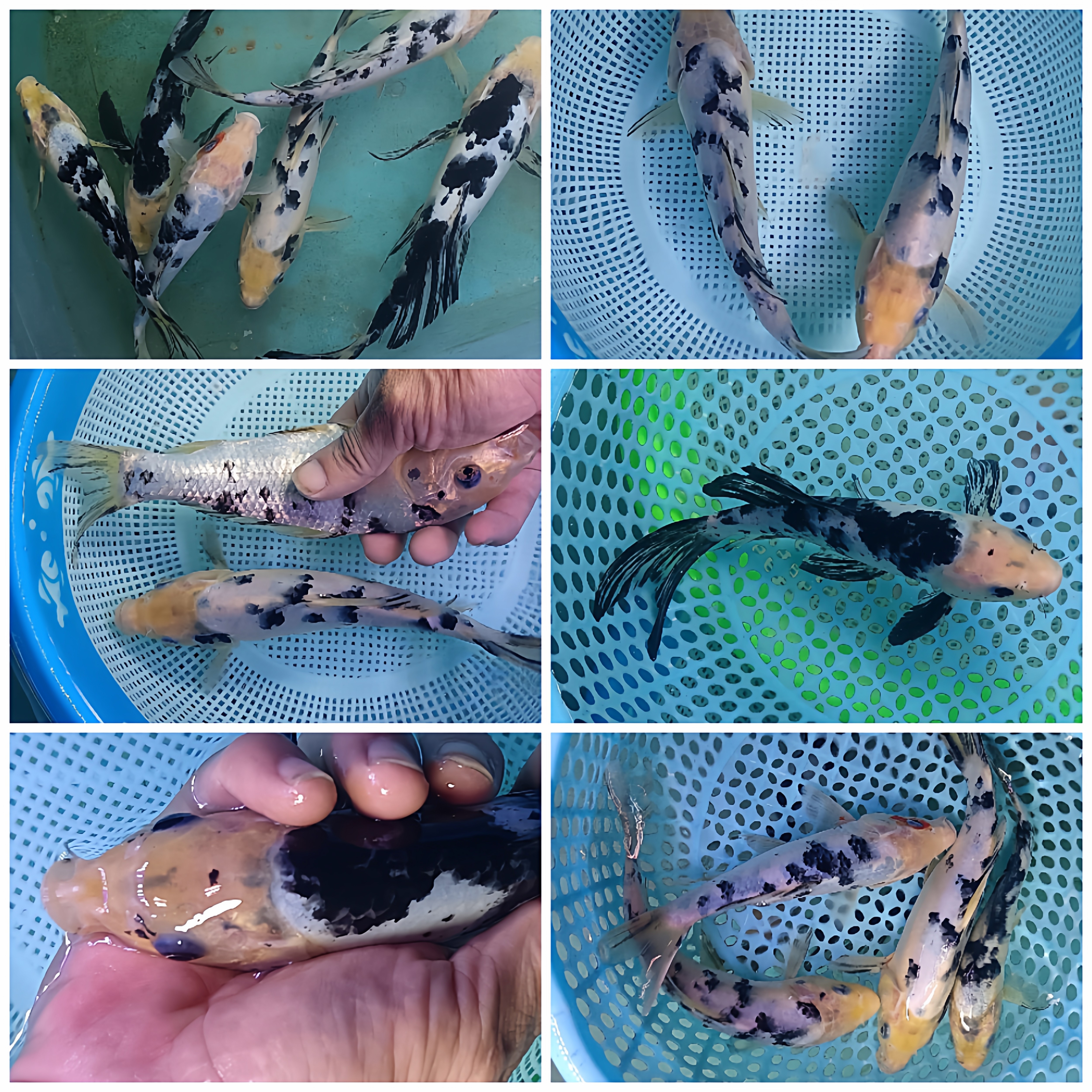 锦鲤之美可爱别甲奶牛隐墨白写油鱼