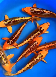 锦鲤之美纯种金松叶锦鲤黄松叶古铜金松活体观赏鱼