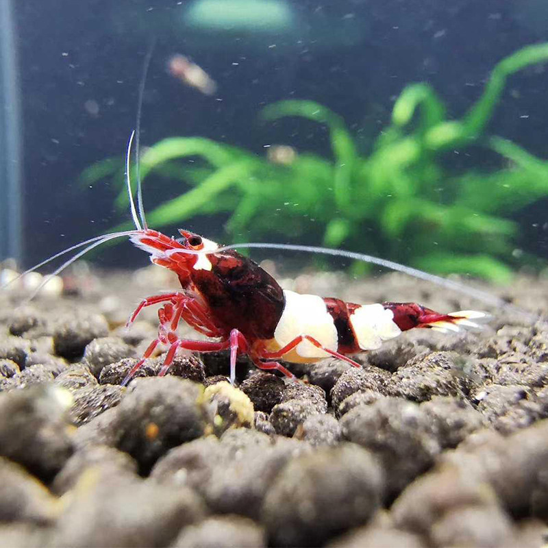 酒红水晶虾淡水纯血熊猫丸子白驱虾