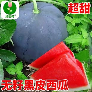 高产薄皮黑皮无籽西瓜种子大全红壤超甜水果种籽阳台盆栽蔬菜种子