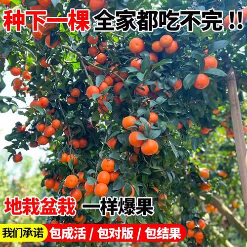 正宗广西砂糖橘果树果苗无籽橘子南北方种植沙糖桔子树苗带果盆栽