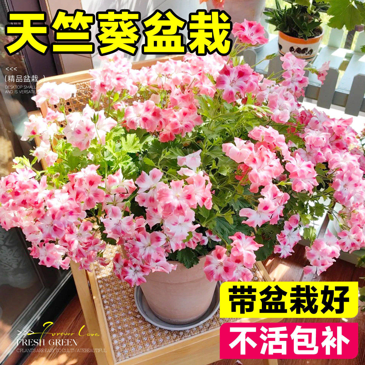 植物室内盆栽观赏阳台庭院好养活天竺葵花苗重瓣四季带花苞花卉,鲜花速递/花卉仿真/绿植园艺,时令草本花卉,淘宝优惠券,粉丝福利购,淘宝优惠卷