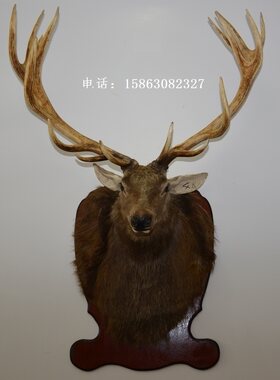 特大鹿头标本壁挂4A 欧式别墅酒店酒吧墙饰 招财装饰摆件生财有鹿