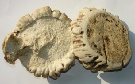 鹿角盘 花鹿角帽 鹿角帽粉 管用 整个销售 也可直接买粉 50元50克