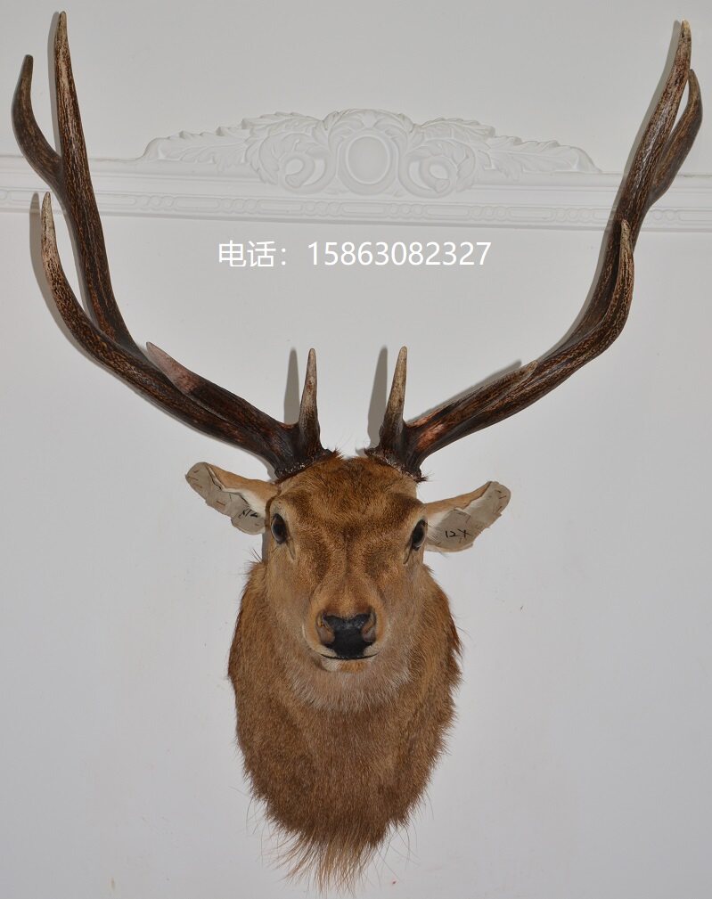 大号真鹿角鹿头标本12别墅酒吧酒窖样板间装饰壁挂壁饰欧式墙挂件