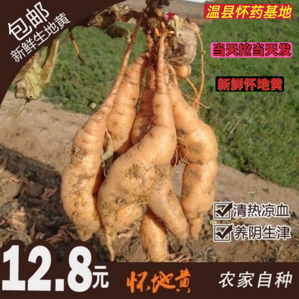 农家新鲜生地黄正宗焦作特产四大怀药怀地黄种子鲜生地黄温县地黄