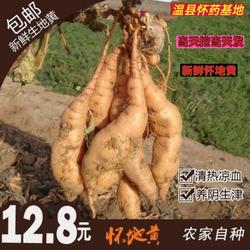 农家新鲜生地黄正宗焦作特产四大怀药怀地黄种子鲜生地黄温县地黄