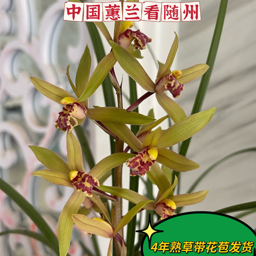 兰花蕙兰春兰3-5月花香