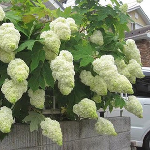 盆栽苗带花苞绣球花苗花卉植物小苗 裸心花园栎叶绣球红宝石红拖鞋