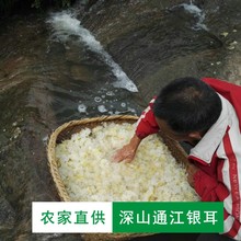 正宗通江银耳野生特级小朵100g出胶糯天然无硫椴木白木耳雪耳干货