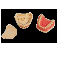 仿真标准牙模型B10026