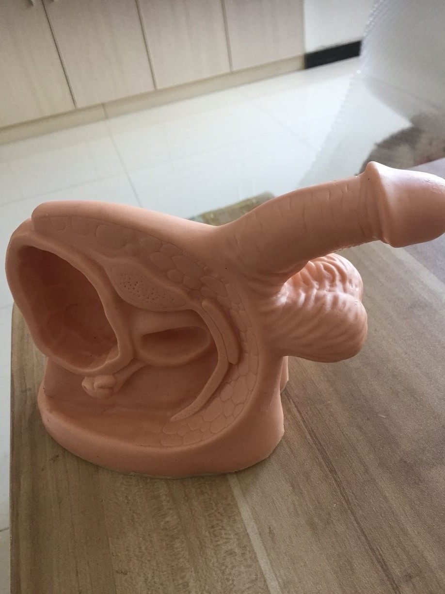 男性内外生殖器及导尿模块/人体模型/男性导尿模型/阳具模型