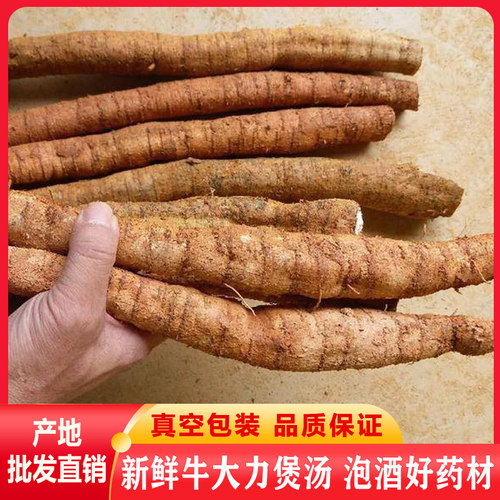 广西新鲜牛大力薯煲汤泡酒中药材