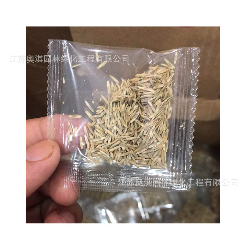 SuMai情思草种子 草娃娃种子 室内生态盆栽微景观迷你植物创意