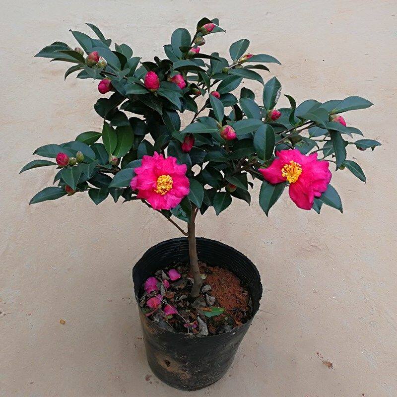 SuMai茶梅花苗大杯苗粉红茶梅四季常青盆栽耐寒茶花树苗庭院花园