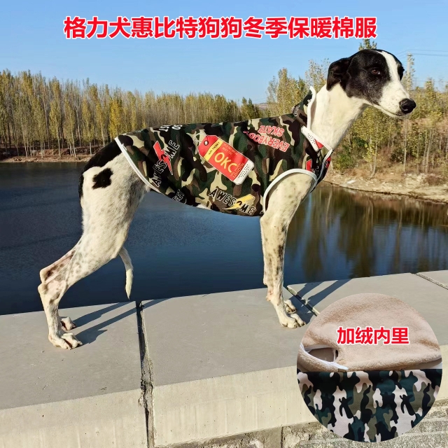 格力犬灵缇惠比特狗狗衣服