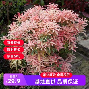 进口马醉木 日本花灌木妙龄少女嘉年华开花耐寒室内常绿观叶观花