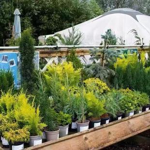 进口多品种针叶树【宙斯花园】蓝月亮 冬日黄金扁柏露娜埃尔伍德