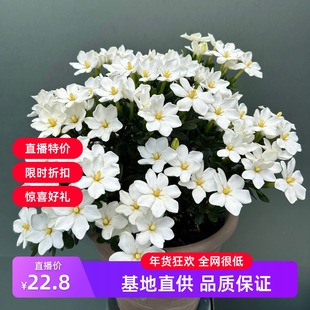 达摩栀子花Gardenia Jasminoides 宙斯花园 爆花皮实盆栽花园庭院
