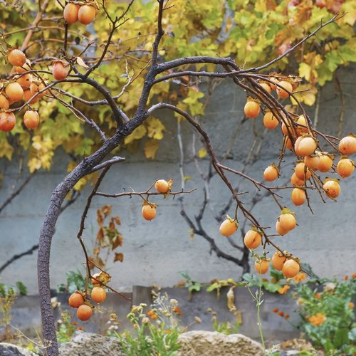 小灯笼柿宙斯花园盆栽可结果