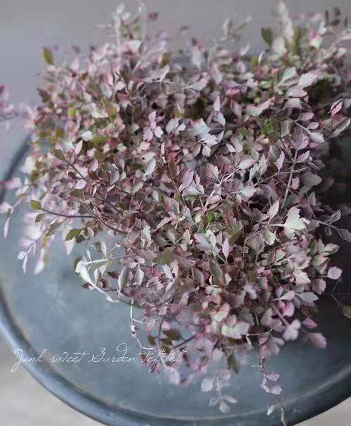 【花叶水芹】粉色植物火烈鸟多年生耐寒耐热观叶常绿盆栽组合植物