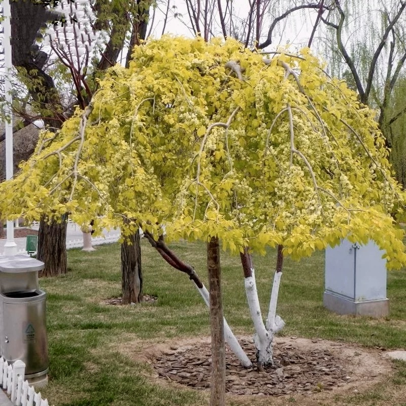 金叶垂枝榆 宙斯花园彩叶观叶变色乔木耐寒耐热皮实阳台花园庭院