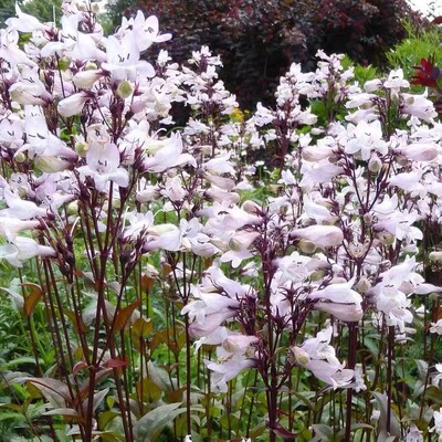 紫叶钓钟柳“秘境“花钟形花 犹如挂在半空中的风铃 耐热耐寒耐旱