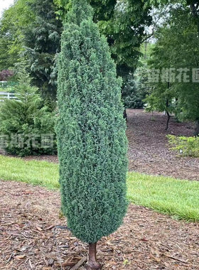 美国扁柏 埃尔伍德柱 'Ellw. Pillar'宙斯花园针叶树耐寒热盆栽