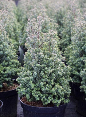 红星'Red Star'柏树大型精品针叶树紫色Chamaecyparis thyoides