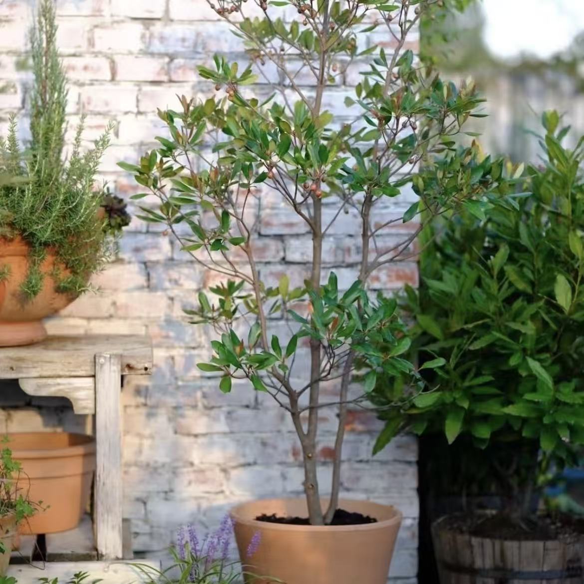 厚皮香 宙斯花园 观叶净化空气观赏树盆栽小乔木树苗阳台花园庭院