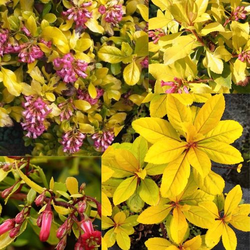 南美鼠刺 宙斯花园 常绿金叶爆花地被型灌木耐寒耐热阳台花园庭院