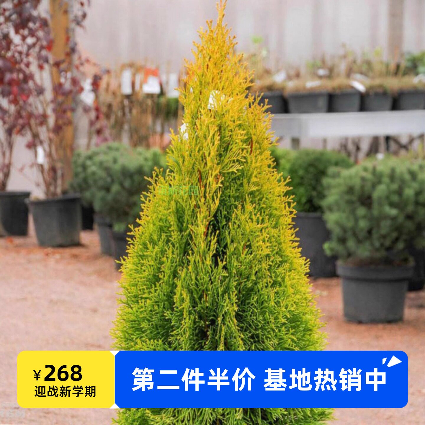 【金色翡翠】北美香柏'Golden Smaragd'宙斯花园 针叶树耐热耐寒