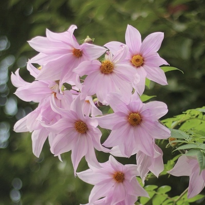 宙斯花园宿根绿植花期长耐寒耐热