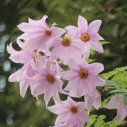 宙斯花园宿根绿植花期长耐寒耐热