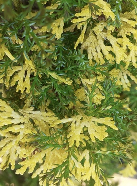 日本扁柏“金雾”进口针叶柏树'Saffron Spray'宙斯花园 耐寒耐热