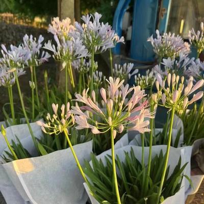 矮生百子莲 “月光之星”双色品种多年生耐热耐旱宿根蓝色系花卉